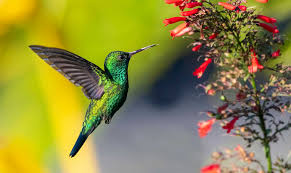 El bosque de los colibríes