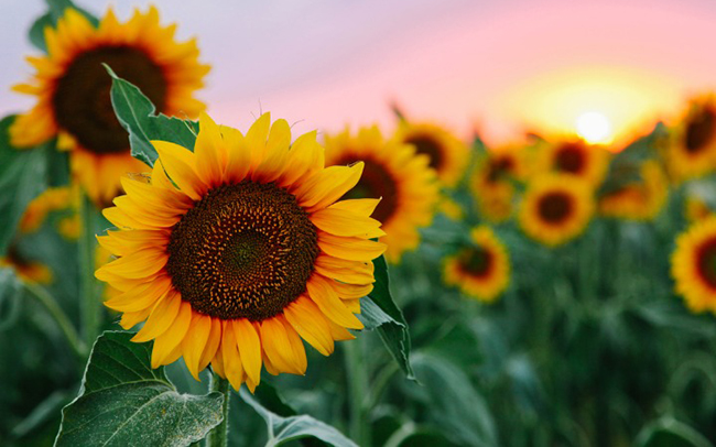 La franja de los girasoles